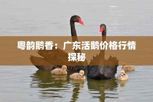 粤韵鹅香:广东活鹅价格行情探秘