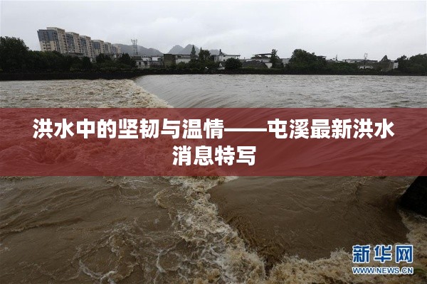 洪水中的坚韧与温情——屯溪最新洪水消息特写