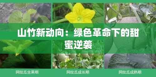 山竹新动向:绿色革命下的甜蜜逆袭