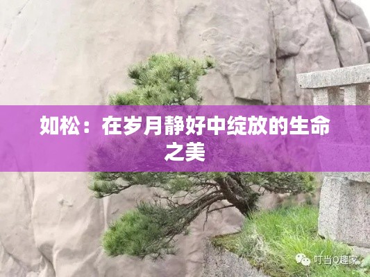 如松：在岁月静好中绽放的生命之美