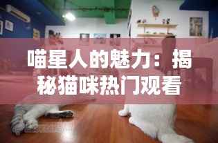 喵星人的魅力:揭秘猫咪热门观看主题的奇妙世界