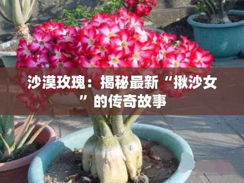 沙漠玫瑰：揭秘最新“揪沙女”的传奇故事