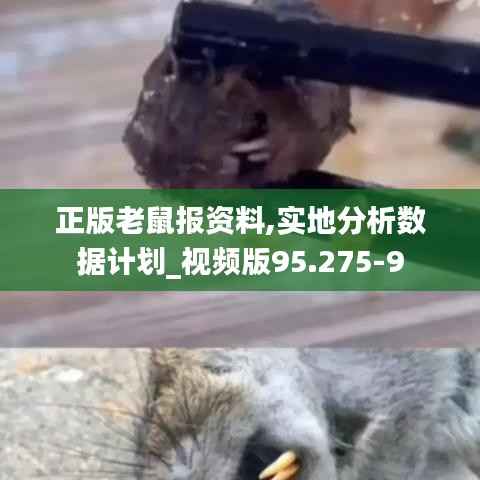 正版老鼠报资料,实地分析数据计划_视频版95.275-9