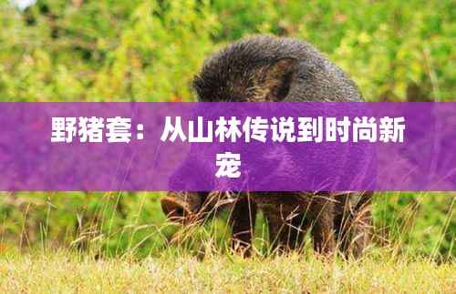 野猪套：从山林传说到时尚新宠