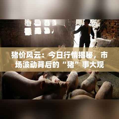 猪价风云：今日行情揭秘，市场波动背后的“猪”事大观