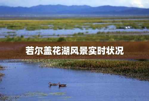 若尔盖花湖风景实时状况