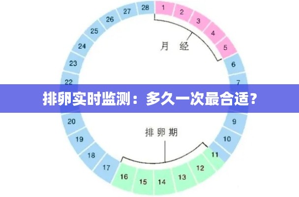 排卵实时监测:多久一次最合适?