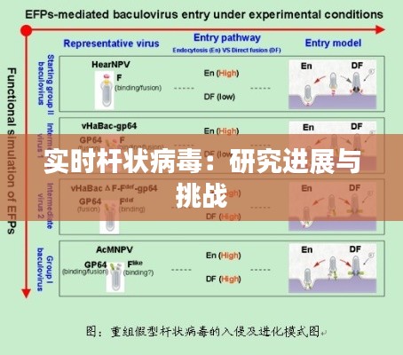 实时杆状病毒:研究进展与挑战