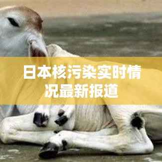 日本核污染实时情况最新报道