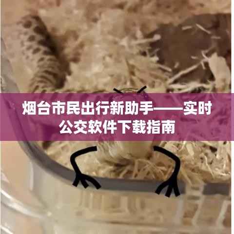 烟台市民出行新助手——实时公交软件下载指南