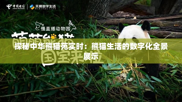 探秘中华熊猫苑实时:熊猫生活的数字化全景展示
