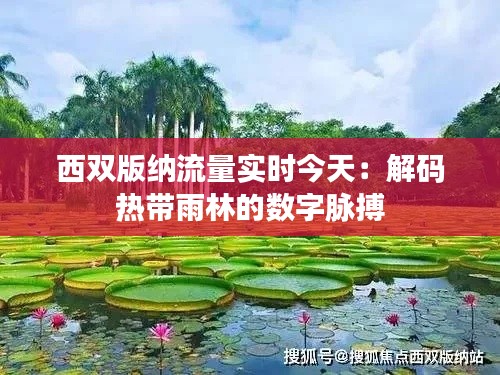 西双版纳流量实时今天：解码热带雨林的数字脉搏
