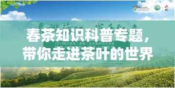 春茶知识科普专题,带你走进茶叶的世界