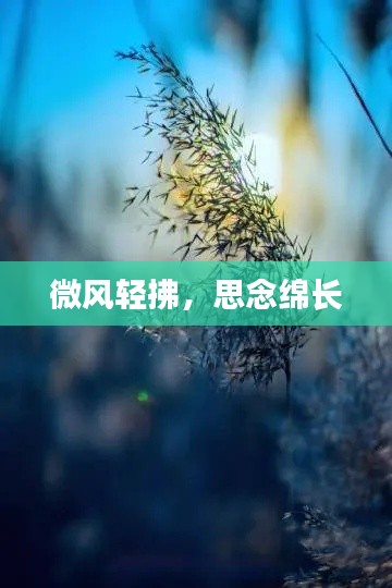 微风轻拂，思念绵长