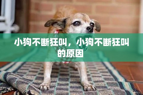 小狗不断狂叫，小狗不断狂叫的原因 