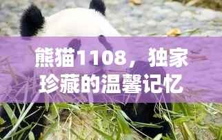 熊猫1108，独家珍藏的温馨记忆