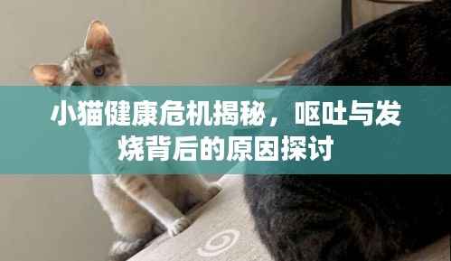 小猫健康危机揭秘,呕吐与发烧背后的原因探讨