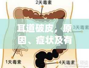 耳道破皮,原因、症状及有效治疗方法全解析