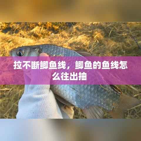 拉不断鲫鱼线,鲫鱼的鱼线怎么往出抽