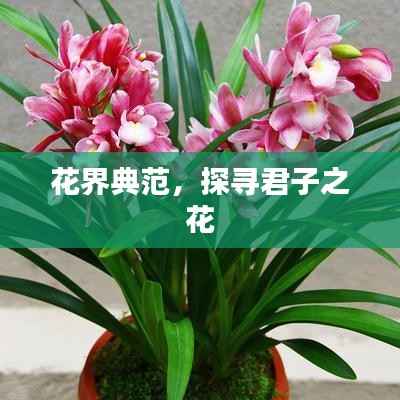花界典范,探寻君子之花