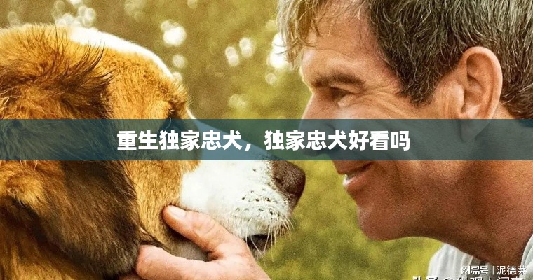 重生独家忠犬,独家忠犬好看吗