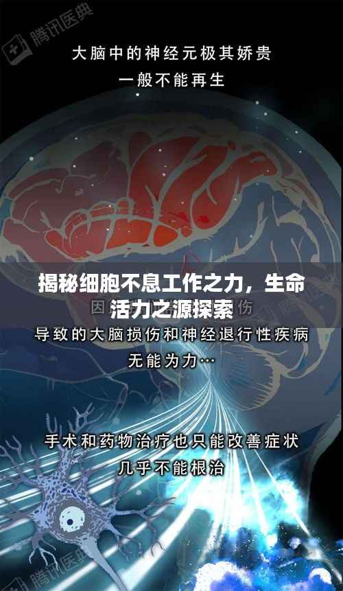 揭秘细胞不息工作之力，生命活力之源探索