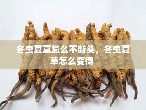 冬虫夏草怎么不断头,冬虫夏草怎么变得