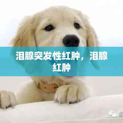 泪腺突发性红肿，泪腺 红肿 