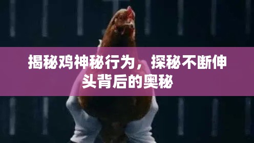 揭秘鸡神秘行为,探秘不断伸头背后的奥秘