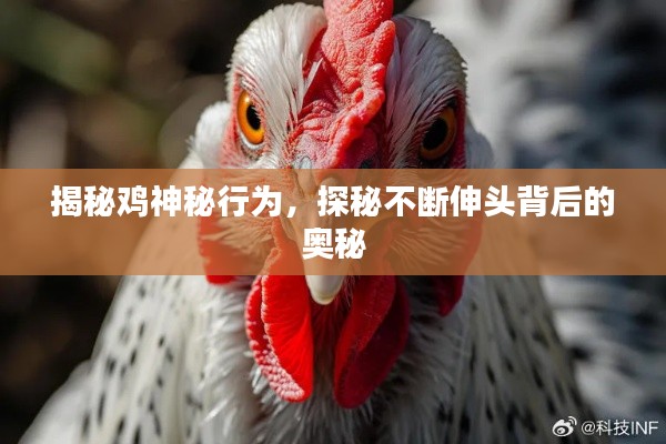 揭秘鸡神秘行为,探秘不断伸头背后的奥秘