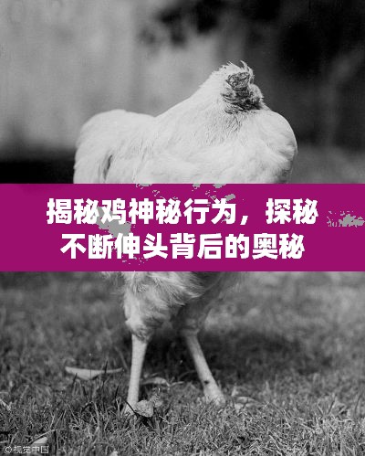 揭秘鸡神秘行为,探秘不断伸头背后的奥秘