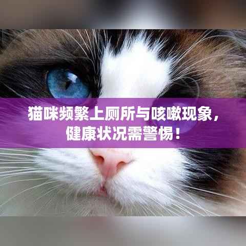 猫咪频繁上厕所与咳嗽现象,健康状况需警惕!