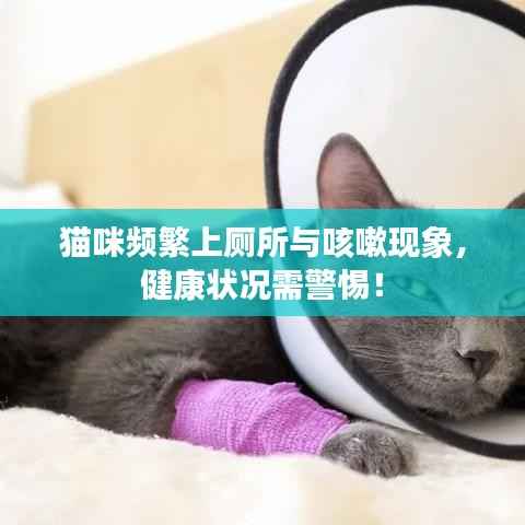 猫咪频繁上厕所与咳嗽现象,健康状况需警惕!