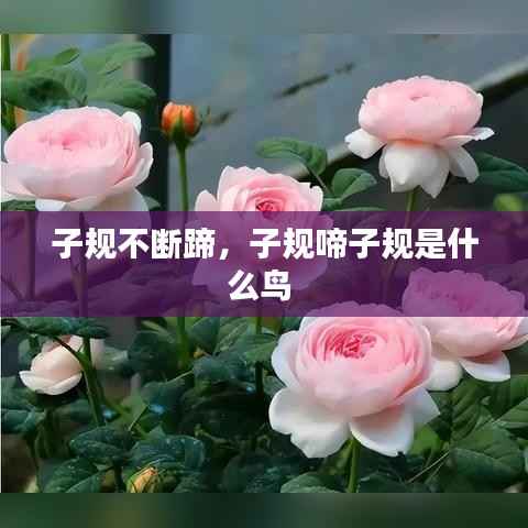 子规不断蹄,子规啼子规是什么鸟