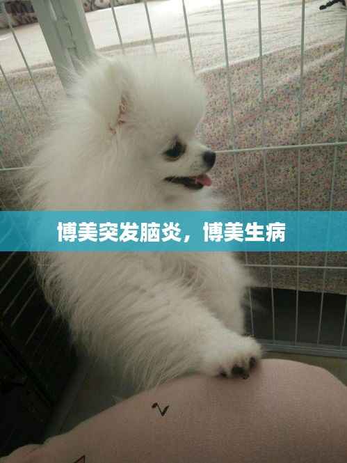 博美突发脑炎，博美生病 