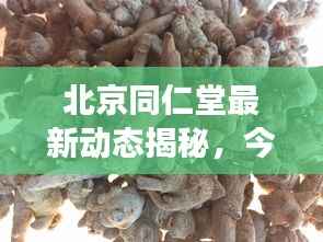 北京同仁堂最新动态揭秘，今日重磅消息一网打尽！