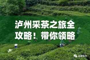 泸州采茶之旅全攻略!带你领略独特茶香与美景