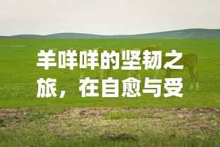 羊咩咩的坚韧之旅,在自愈与受伤间前行