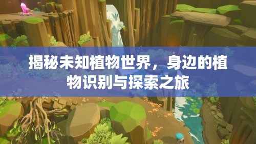 揭秘未知植物世界,身边的植物识别与探索之旅