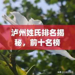 泸州姓氏排名揭秘,前十名榜单全解析!