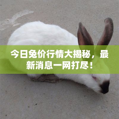 今日兔价行情大揭秘,最新消息一网打尽!