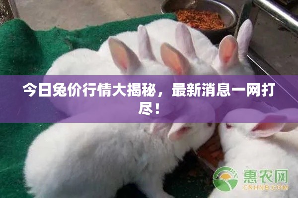 今日兔价行情大揭秘,最新消息一网打尽!