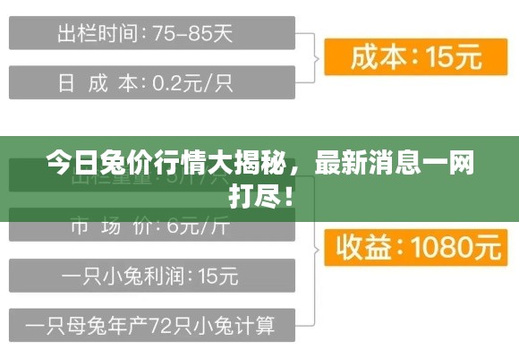 今日兔价行情大揭秘,最新消息一网打尽!