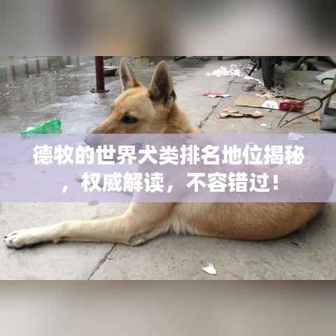 德牧的世界犬类排名地位揭秘,权威解读,不容错过!