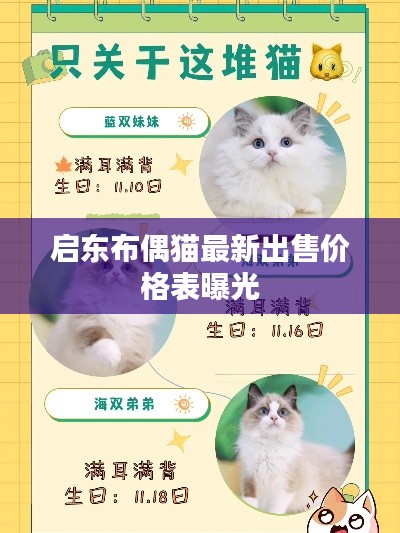 启东布偶猫最新出售价格表曝光