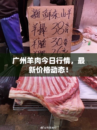 广州羊肉今日行情,最新价格动态!