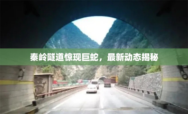 秦岭隧道惊现巨蛇，最新动态揭秘
