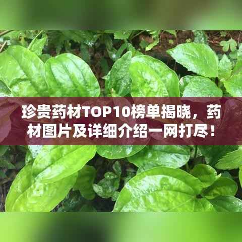 珍贵药材TOP10榜单揭晓,药材图片及详细介绍一网打尽!