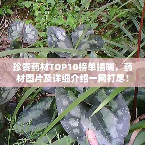 珍贵药材TOP10榜单揭晓,药材图片及详细介绍一网打尽!