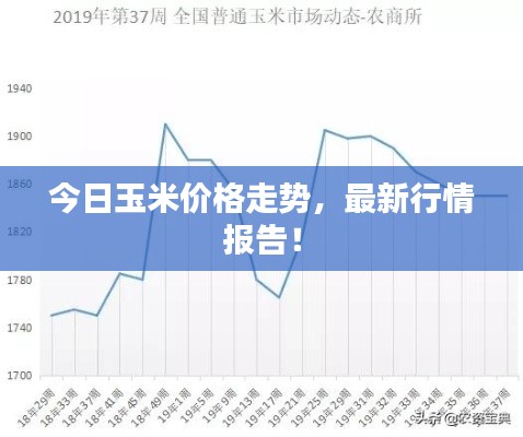 今日玉米价格走势,最新行情报告!